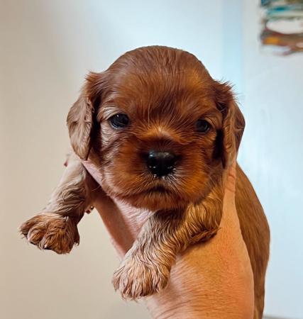 Cavalier King Charles Spaniel for sale by CHADASH