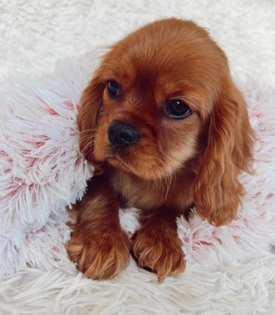 Cavalier King Charles Spaniel for sale by CHADASH