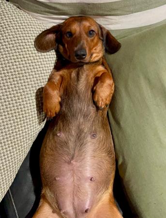 Dachshund (Miniature Smooth Haired) for sale by CHADASH