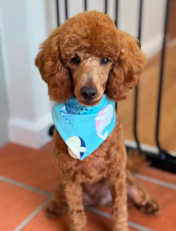 Poodle (Miniature) for sale by CHADASH