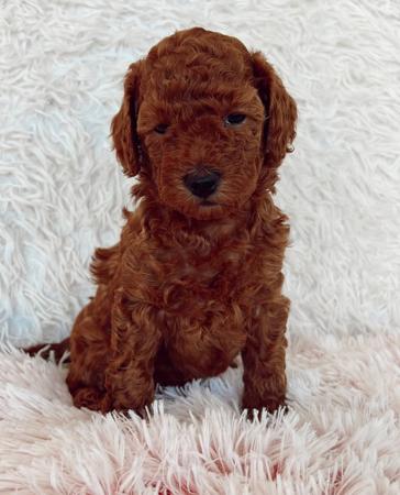 Poodle (Miniature) for sale by CHADASH