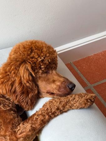 Poodle (Miniature) for sale by CHADASH