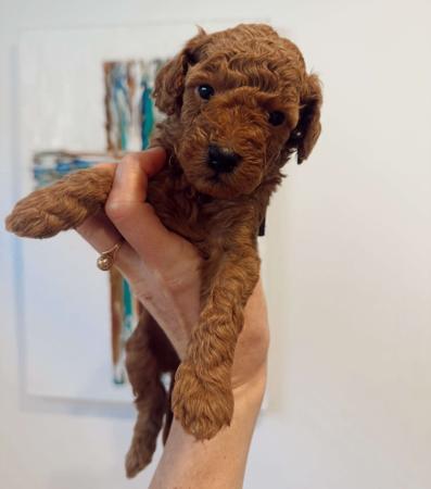 Poodle (Miniature) puppy for sale by CHADASH