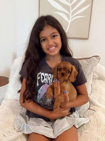 Cavalier King Charles Spaniel puppy for sale by CHADASH