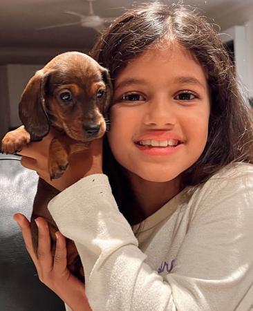 Dachshund (Miniature Smooth Haired) puppy for sale by CHADASH