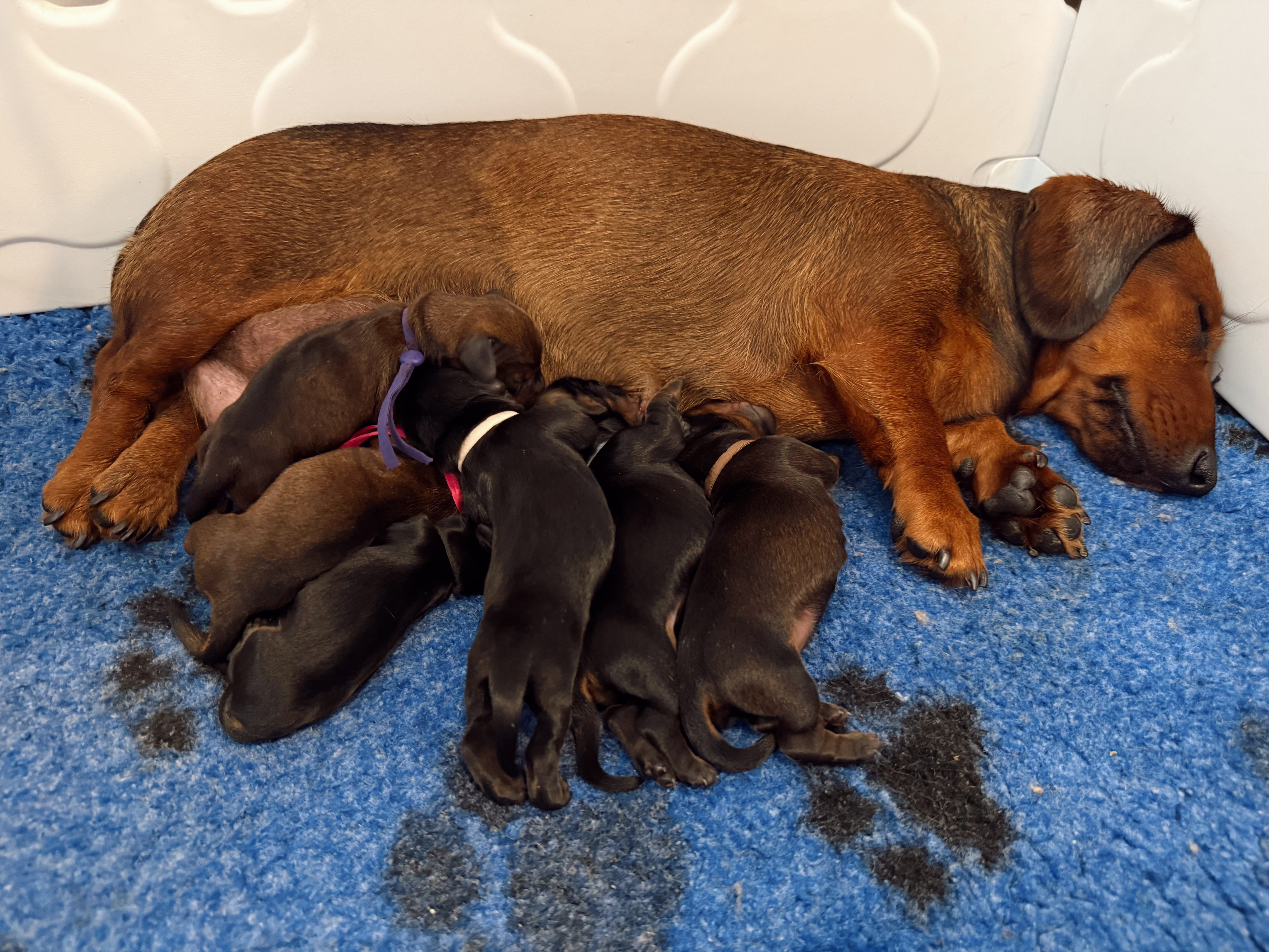 Dachshund (Miniature Smooth Haired) puppy for sale by CHADASH