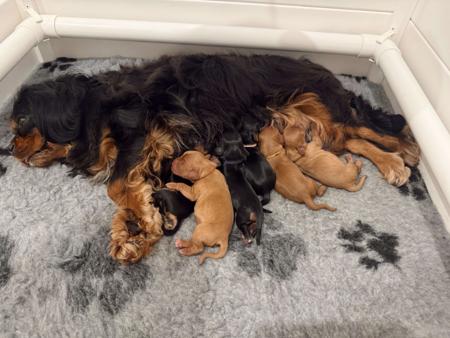 Cavalier King Charles Spaniel puppy for sale by CHADASH