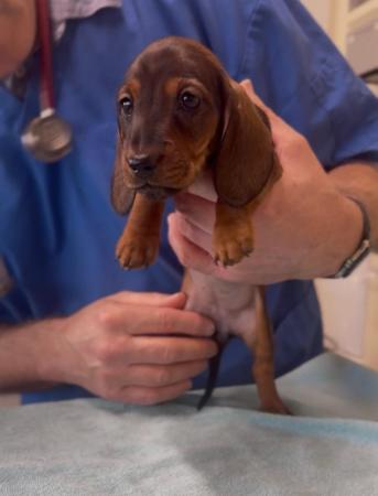 Dachshund (Miniature Smooth Haired) puppy for sale by CHADASH