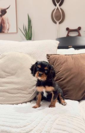 Cavalier King Charles Spaniel puppy for sale by CHADASH