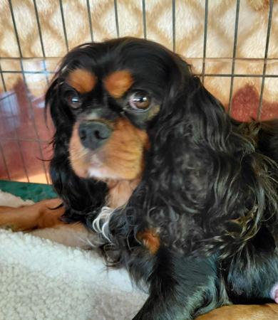 Cavalier King Charles Spaniel for sale by KARAGEM