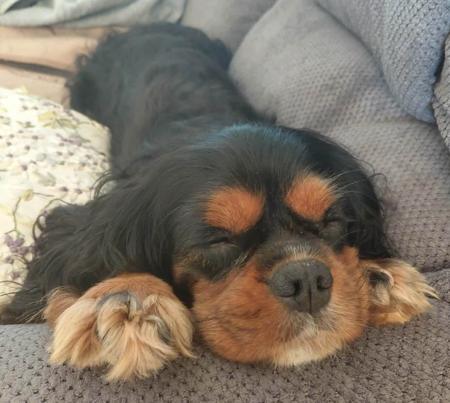 Cavalier King Charles Spaniel for sale by KARLAGEM