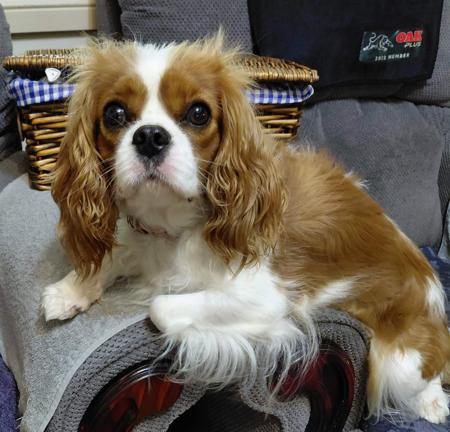 Cavalier King Charles Spaniel for sale by KARLAGEM