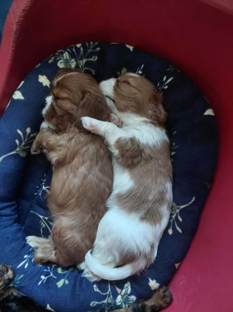 Cavalier King Charles Spaniel for sale by KARLAGEM