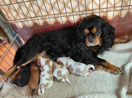 Cavalier King Charles Spaniel for sale by KARLAGEM