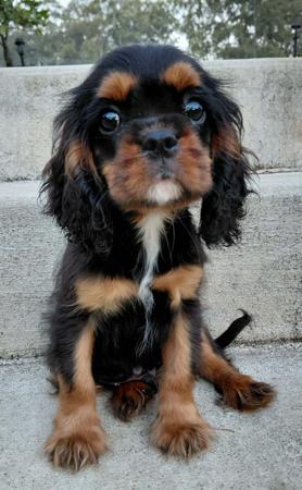 Cavalier King Charles Spaniel puppy for sale by KARAGEM