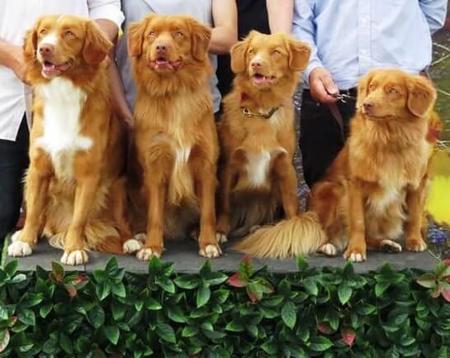 Nova Scotia Duck Tolling Retriever for sale by NOVAFUSION