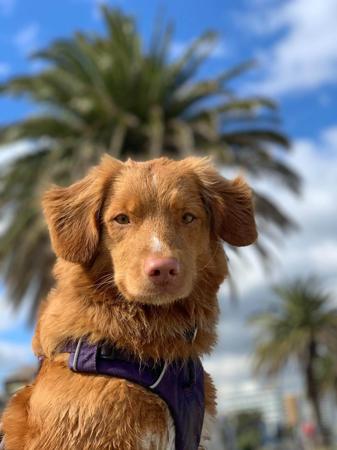 Nova Scotia Duck Tolling Retriever for sale by NOVAFUSION