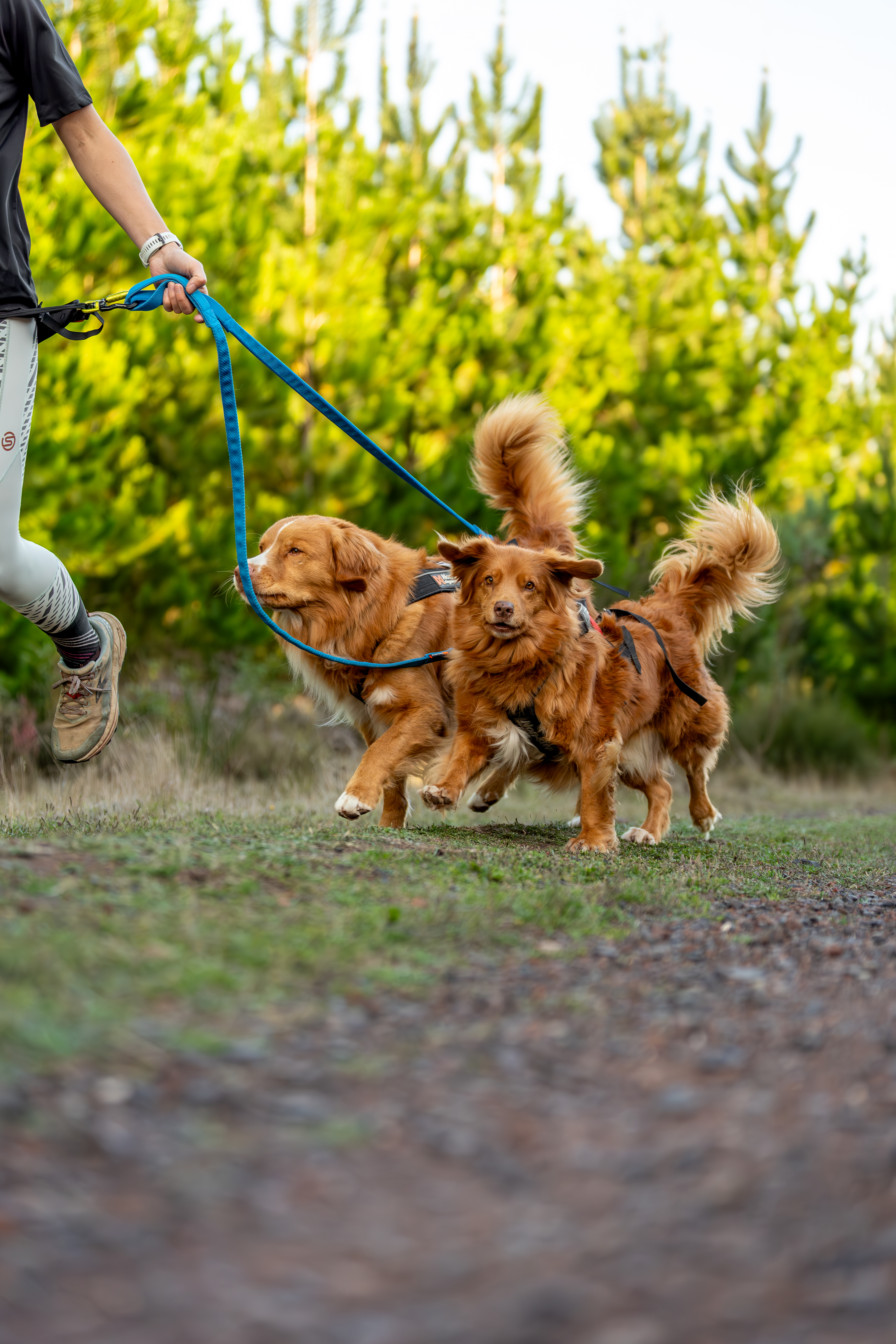Nova Scotia Duck Tolling Retriever for sale by NOVAFUSION