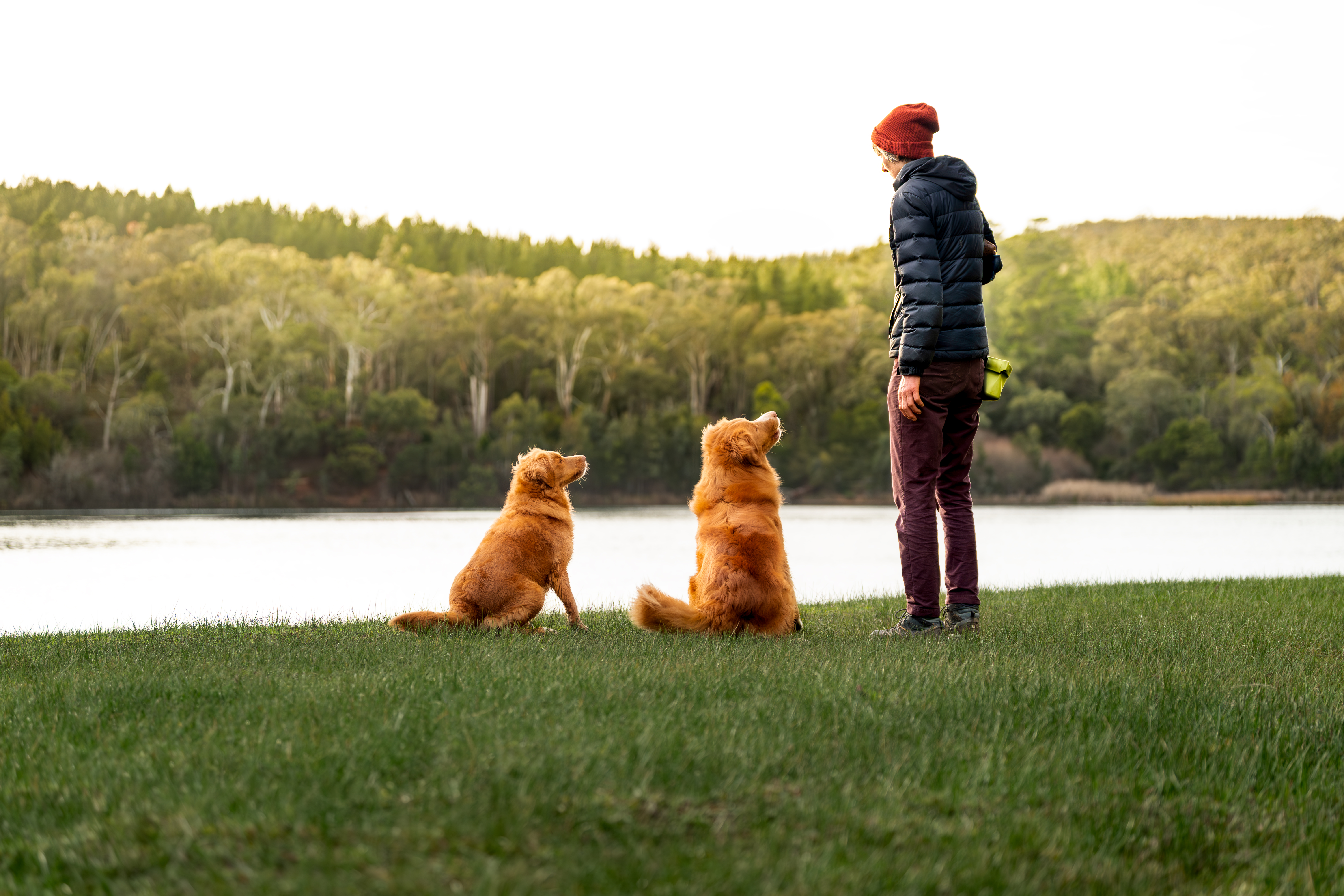 Nova Scotia Duck Tolling Retriever for sale by NOVAFUSION