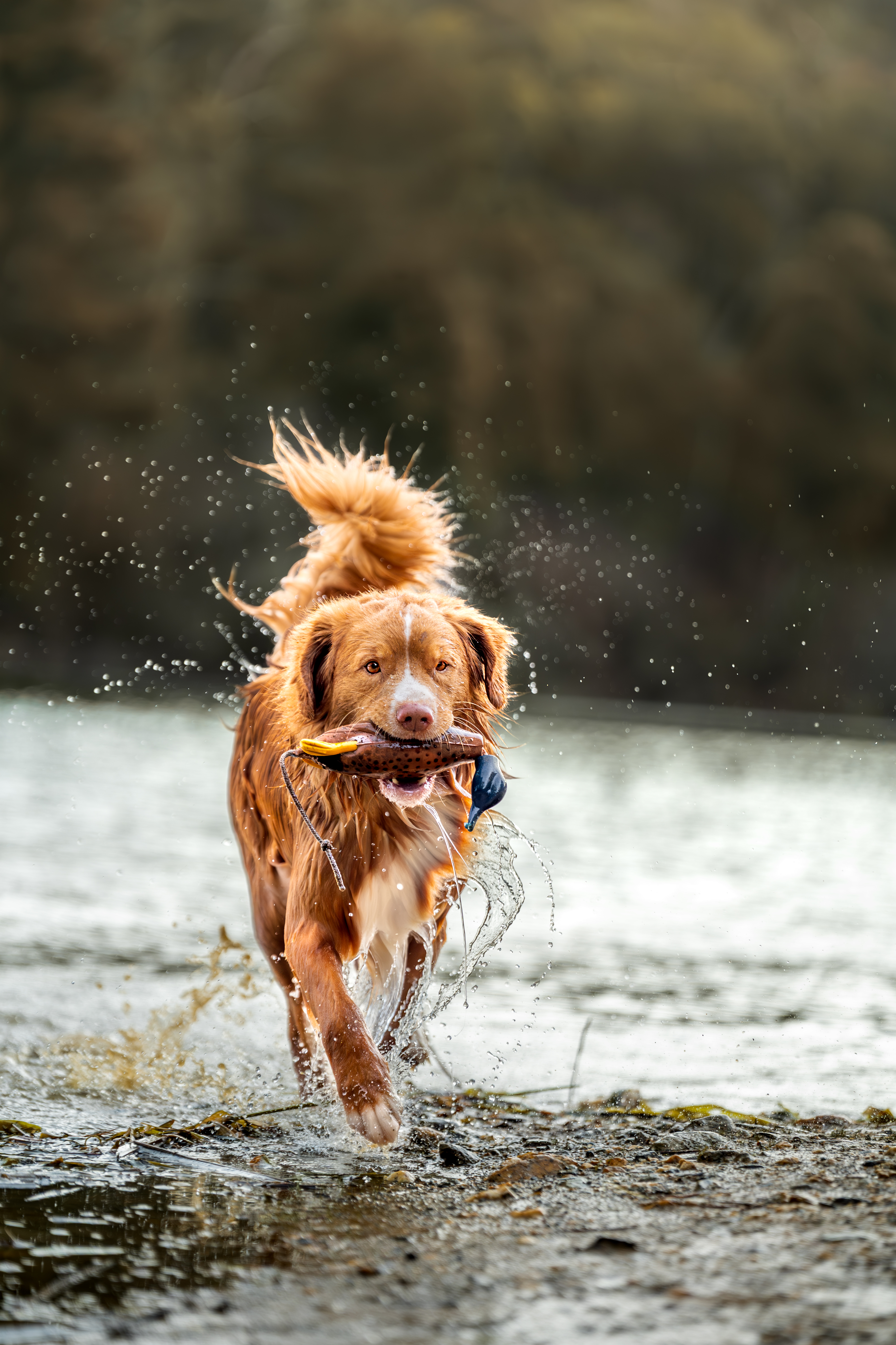 Nova Scotia Duck Tolling Retriever for sale by NOVAFUSION