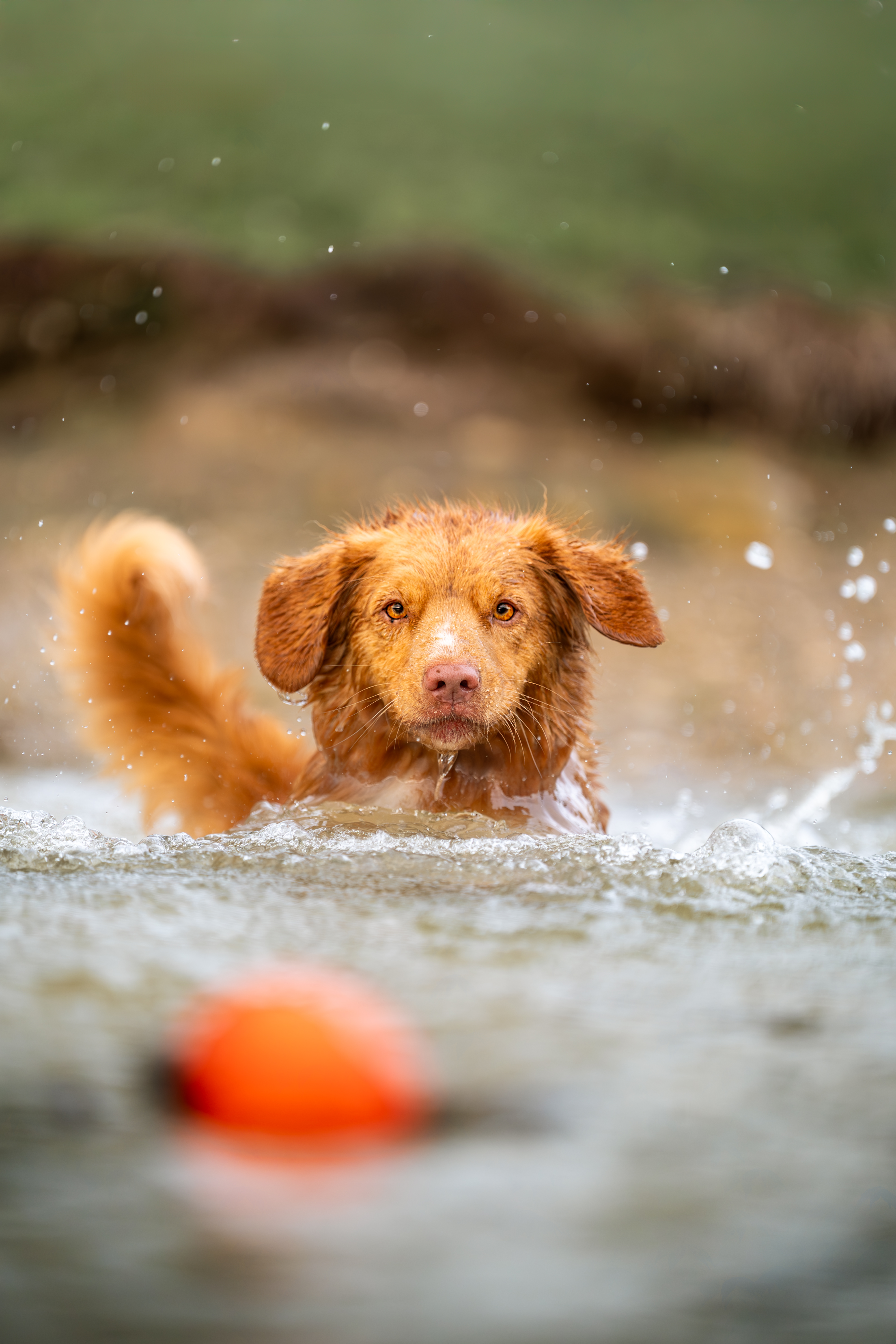 Nova Scotia Duck Tolling Retriever for sale by NOVAFUSION