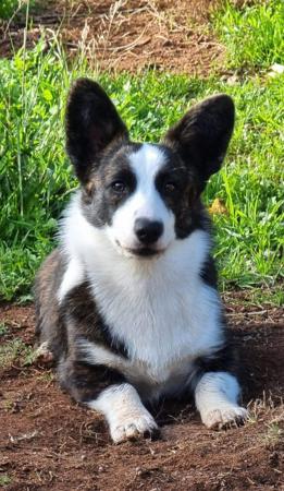 Welsh Corgi (Cardigan) for sale by MANDENE
