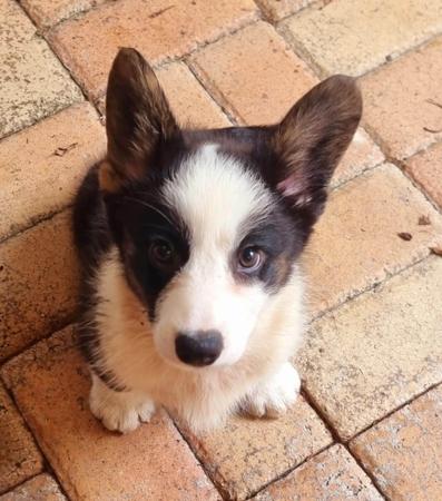 Welsh Corgi (Cardigan) puppy for sale by MANDENE