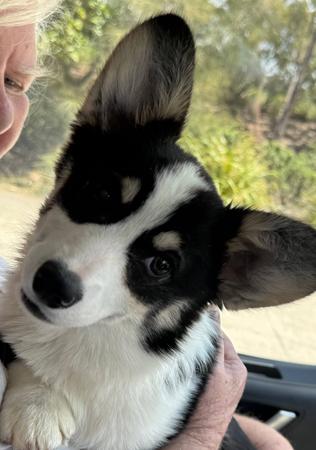 Welsh Corgi (Pembroke) puppy for sale by MANDENE