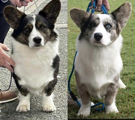 Welsh Corgi (Cardigan) for sale by MANDENE