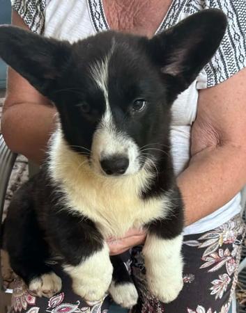 Welsh Corgi (Cardigan) for sale by MANDENE