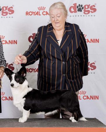 Welsh Corgi (Cardigan) for sale by MANDENE
