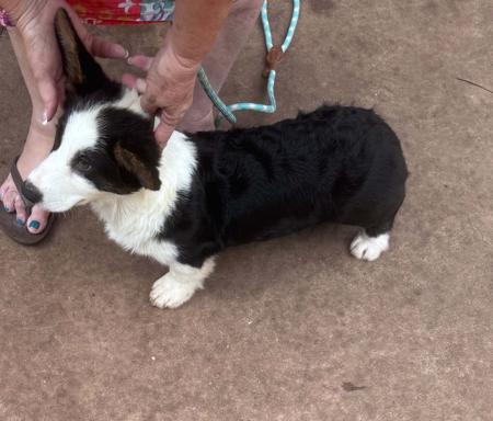 Welsh Corgi (Cardigan) puppy for sale by MANDENE