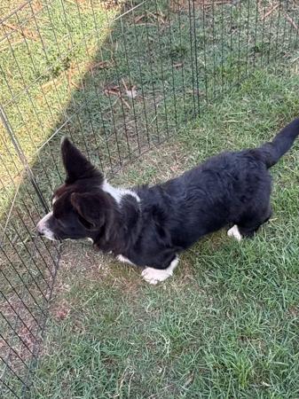 Welsh Corgi (Cardigan) puppy for sale by MANDENE