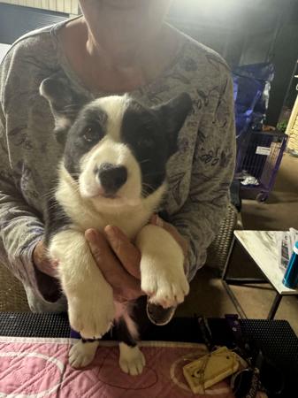 Welsh Corgi (Cardigan) puppy for sale by MANDENE