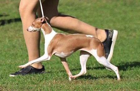 Italian Greyhound for sale by 2100082441