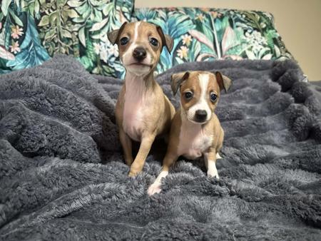 Italian Greyhound for sale by PRETTYVALES