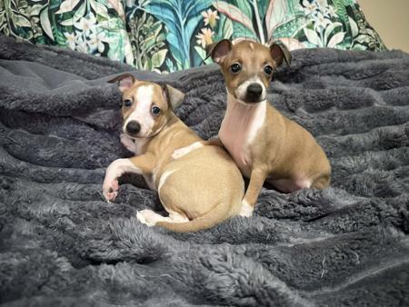 Italian Greyhound for sale by PRETTYVALES