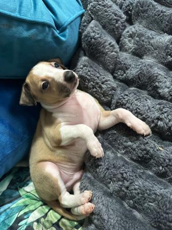 Italian Greyhound for sale by PRETTYVALES
