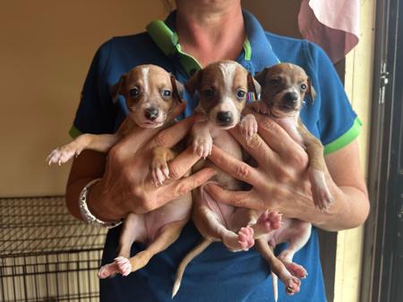 Italian Greyhound for sale by PRETTYVALES