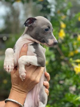 Italian Greyhound for sale by PRETTYVALES