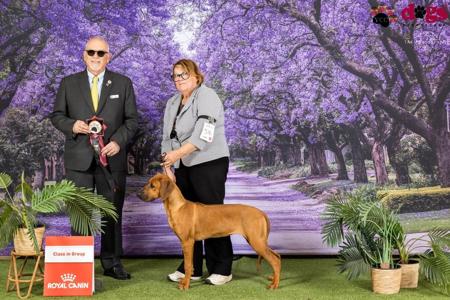 Juzrival Underneath The Radar (AI) Rhodesian Ridgeback