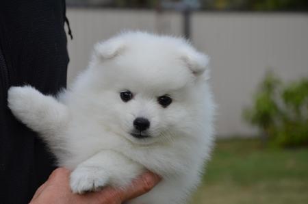 Japanese Spitz puppy for sale by RUMBLES