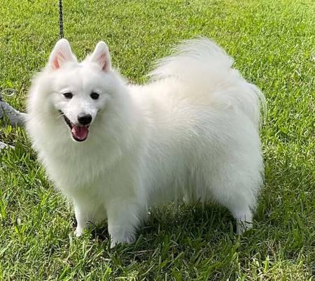 Japanese Spitz puppy for sale by RUMBLES