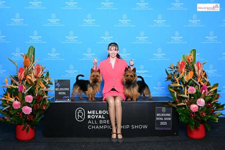 Australian Terrier for sale by COPPAHED