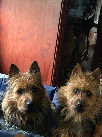 Australian Terrier for sale by COPPAHED
