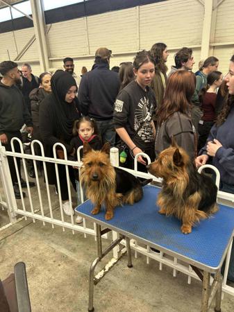 Australian Terrier for sale by COPPAHED