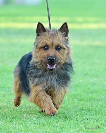 Australian Terrier for sale by COPPAHED