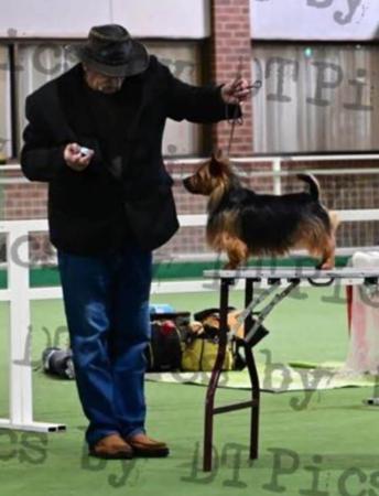 Australian Terrier for sale by COPPAHED