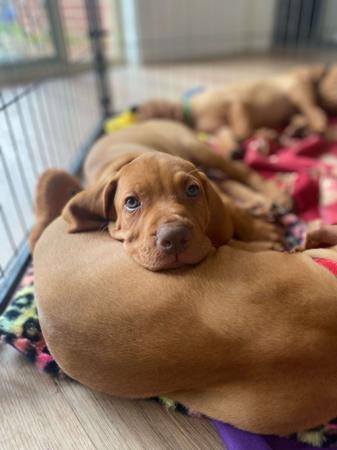 Hungarian Vizsla for sale by LOYALHEARTS