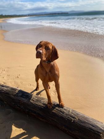 Hungarian Vizsla for sale by LOYALHEARTS